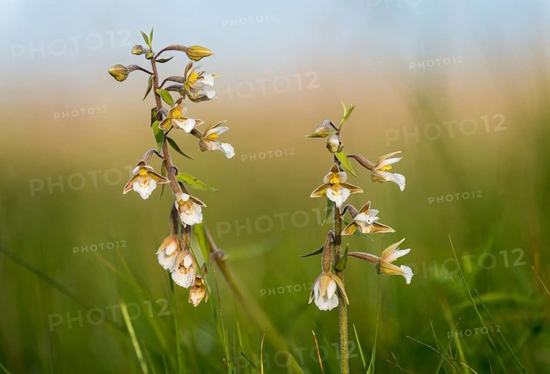Common marsh root, epipactis palustris, orchidaceae, orchids, orchid family, swamp sitter, marsh kelwort, white marsh helleborine, plants, plants