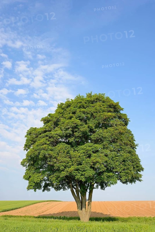 A solitary maple tree (Acer) in a field, blue cloudy sky, North Rhine-Westphalia, Germany
