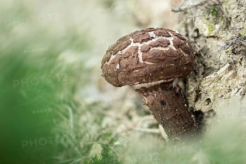 Black scaly bolete, Strobilomyces floccopus, Strobilomyces strobilaceus, strubble head, strubble head apprentice, the old man of the woods, fungi, fungus, mushrooms