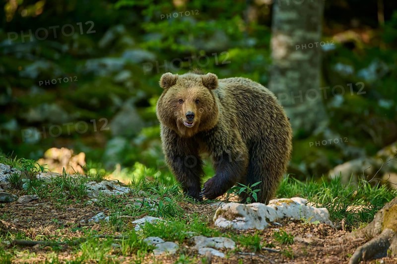 A brown bear stands in a wooded area, surrounded by rocks and greenery, European brown bear (Ursus arctos), Slovenia