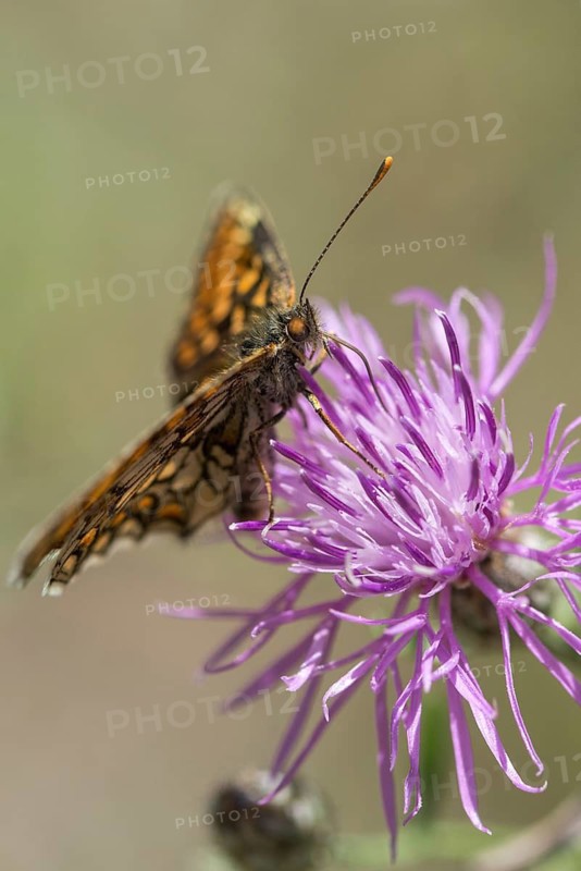 Common butterflies, heath fritillary, melitaea athalia, quail wheat moth, butterfly, high size, portrait format, insects, butterflies, butterflies, butterflies