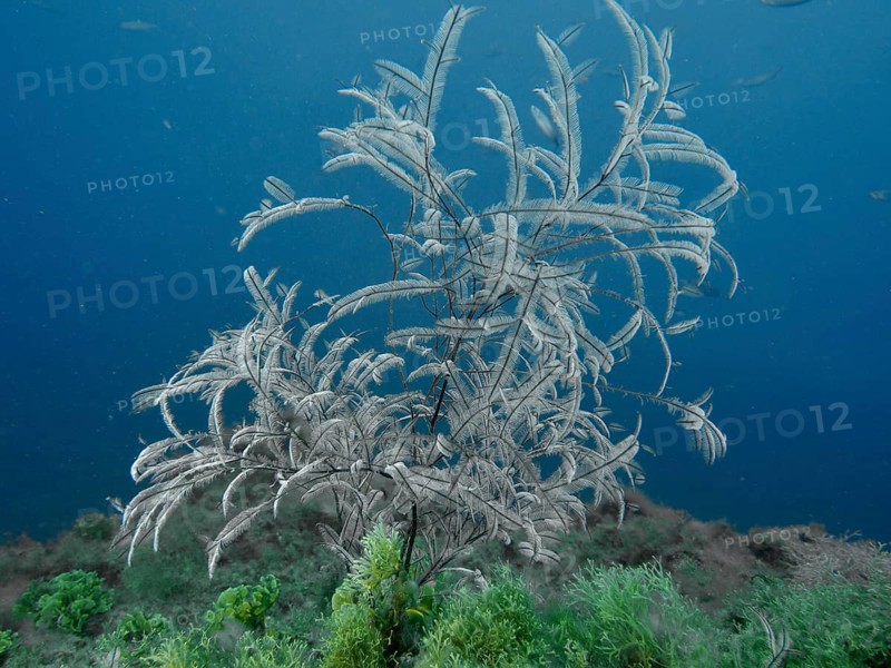 An elegant cnidarian, the Philippine fern (Macrorhynchia philippina), in the blue sea with lush vegetation on the seabed, at the El Cabron Marine Reserve dive site, Arinaga, Gran Canaria, Spain, Europe, Atlantic Ocean