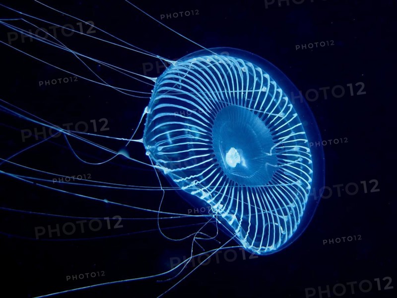A bright blue jellyfish, the crystal jellyfish (Aequorea forskalea), in dark water, dive site, Riviera Beach, Florida, USA