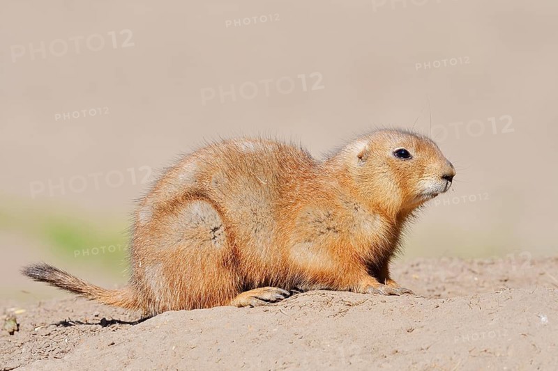 Black-tailed prairie dog (Cynomys ludovicianus), North America