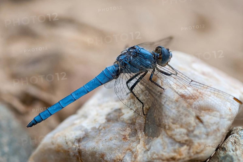 Orthetrum Brunneum, Southern Skimmer, Southern Blue Arrow, Anisoptera, Blue Arrow, Damselflies, Dragonflies, Insects, Dragonflies, Odonata, Sailing Barks