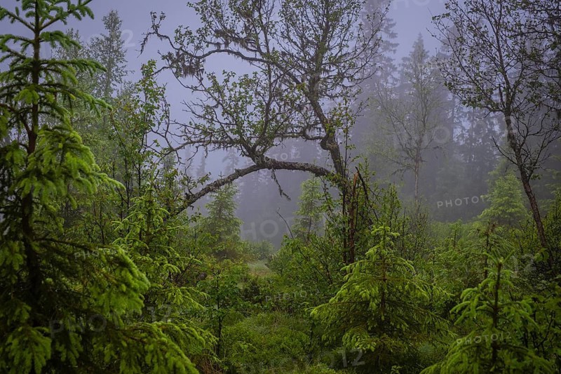 View through young firs on a curved branch of a tree in drizzle, Gol, Halligdal, Buskerud, Norway