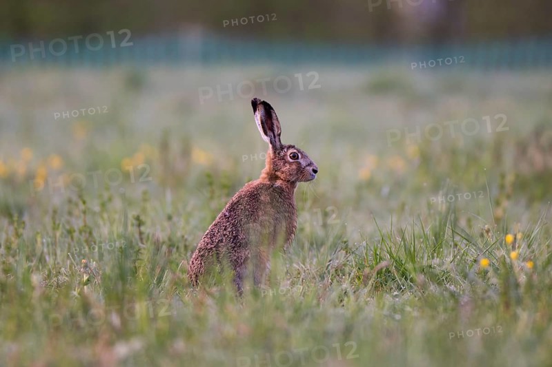 European hare (Lepus europaeus) in wet tall grass, Stuttgart, Rosensteinpark, Baden-Württemberg, Germany