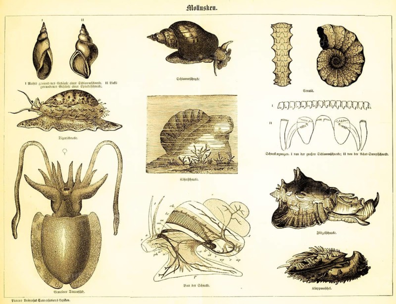 Molluscs, types of snail, coiled shell of a mud snail (I) and a spindle snail (II) tiger snail, beetle snail, winged snail, structure of a snail in schematic representation, inner life, innards, snail tongues of the large Radix balthica (I) and agate swamp snail (II) early Mesozoic ammonite ceratite, Mesozoic, geological era, common octopus, clam, zoology, science, life, marine life, biology, labelling, historical illustration 1885