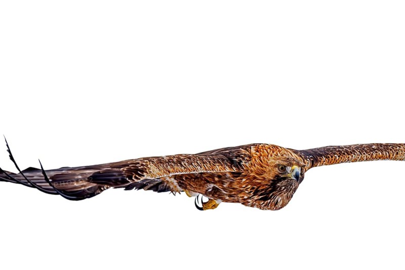 European golden eagle (Aquila chrysaetos chrysaetos) adult in flight soaring against white background in winter