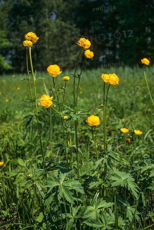 Budabin seed, buttercup, butter ball, butterrose, globe flower, goldhead, buttercup family, ball ranunculus, ranunculaceae, trollflower, trollius europaeus, flora, high size, portrait format, plants, plants