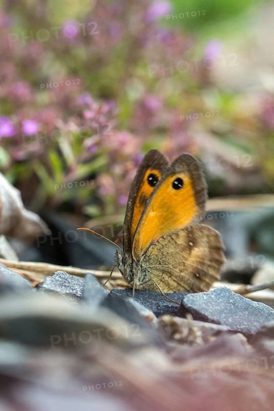 Browned ox eye, gatekeeper, yellow ox eye, maniola tithonus, ox eye, Pyronia tithonus, rust brown ox eye, reddish brown ox eye, butterfly, high size, portrait format, insects, butterfly, butterflies