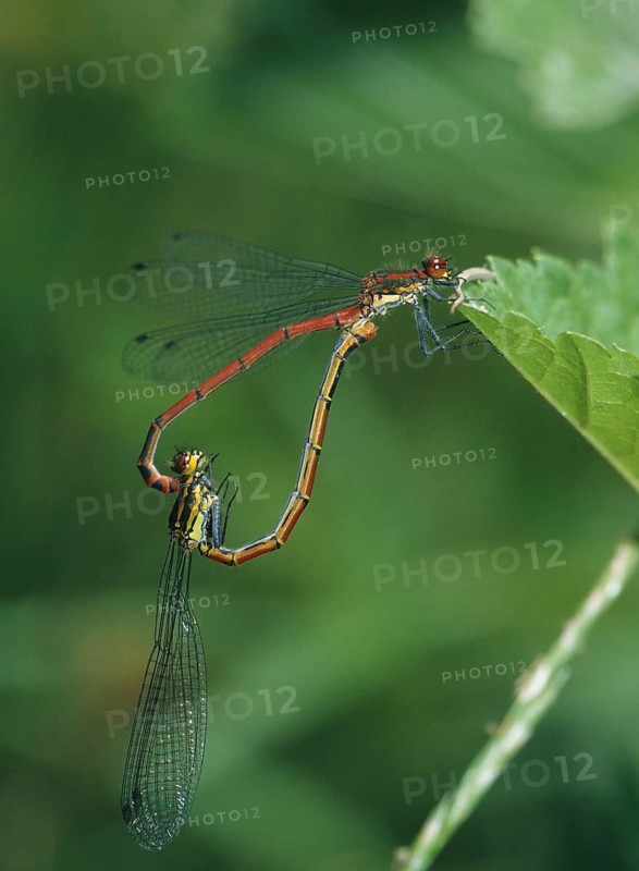 Adonis dragonfly, early Adonis dragonfly, large red damselfly, pyrrhosoma nymphula, couple, damselflies, dragonflies, female, high size, portrait format, insects, leo, dragonflies, male, mating wheel, male, odonata, mating wheel, female, zygoptera