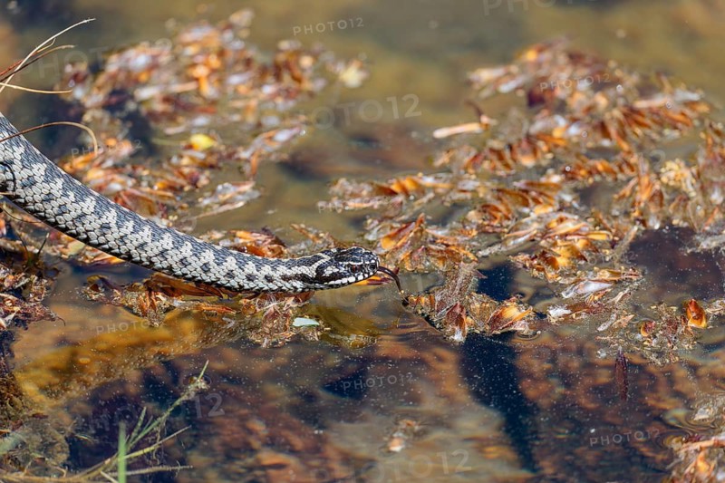 A common European adder (Vipera berus) creeps across a root stock and starts to swim in the water of a small pond. Tongue out. Bavaria, Germany