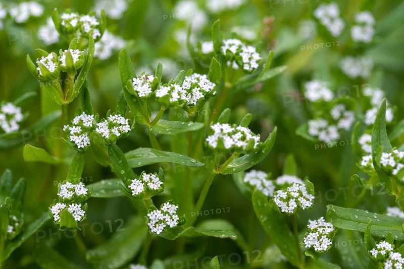 Valerian, common rapute, common rapute, common rapute, mouse ear salad, nutlets, rapunzel, rapuzel, sheep's mouth, sun swirls, valerianaceae, valerianella locusta, cker salad, corn salad, flora, plants, plants