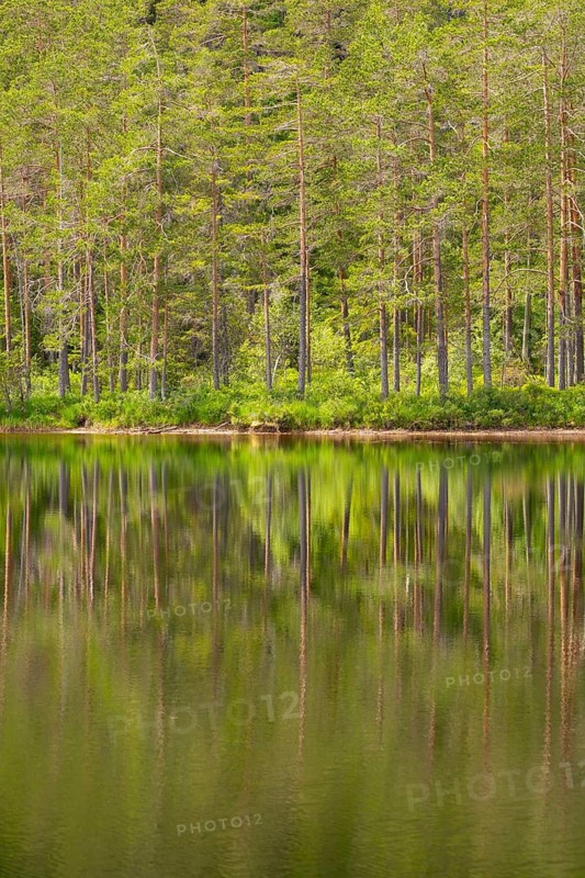 View of the reflection of a forest in the water of Lake Kaldvatn, Kviteseid, Telemark, Norway