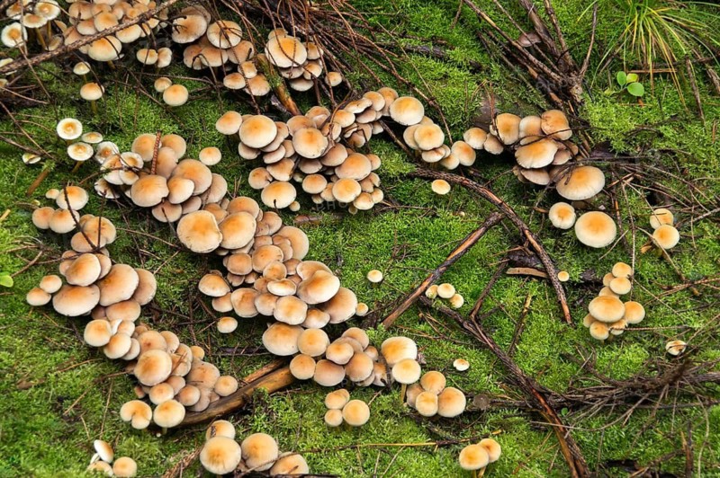 Agaricus marginatus, hermit sulfur head, sociable sulfur head, hypholoma marginatum, naematoloma dispersum, snakeskin sulfur head, psilocybe ochraeceps, sulfur head, snakeskin brownie, fungi, fungi, mushrooms