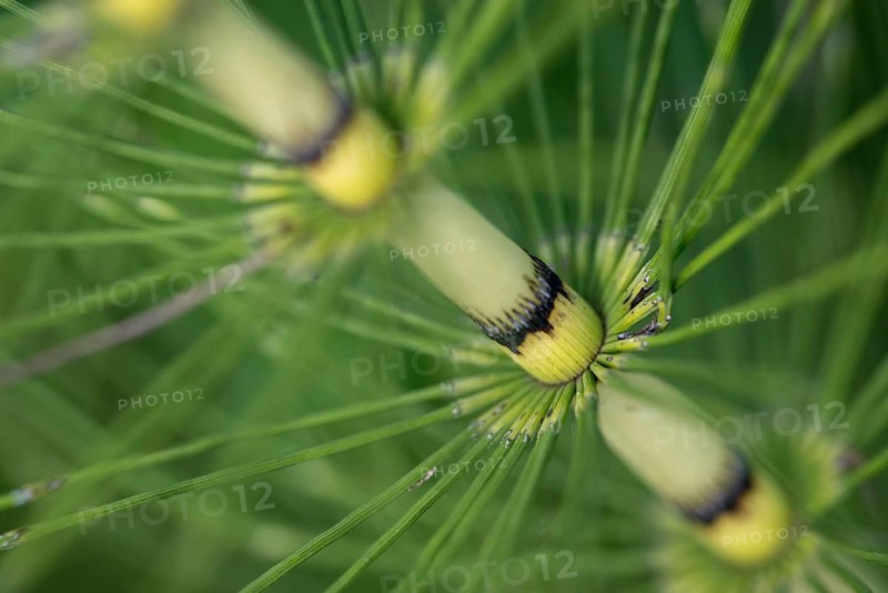 Equisetaceae, Equisetum telmateia, giant horsetail, horsetail, northern giant horsetail, plants