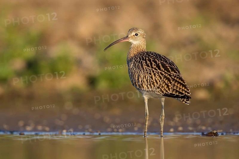 Eurasian Curlew (Numenius arquata) foraging, Poland