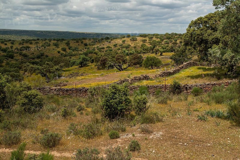 Countries, Dehesa, Extremadura, cultural landscape, landscape, countries, travel, Spain, travels