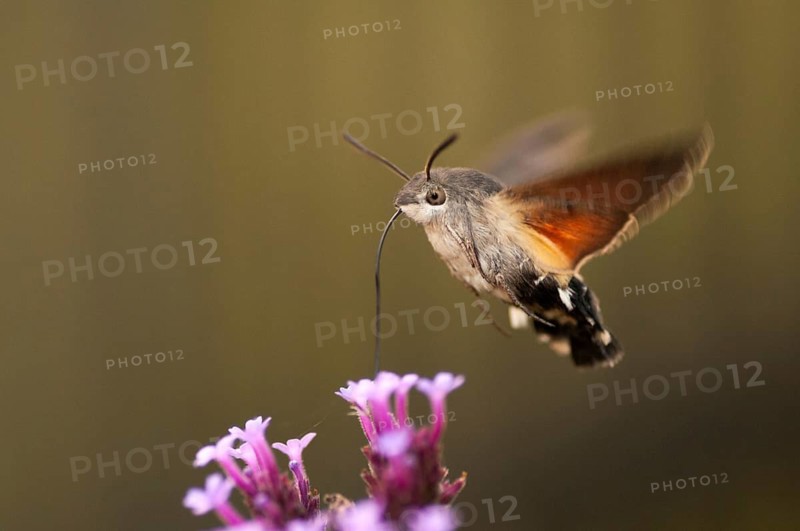 Hummingbird hawk-moth, carp tail, hummingbird swarmer, macroglossum stellatarum, dove tail, butterfly, flying, flight, insects, moths, moths, moths, butterfly