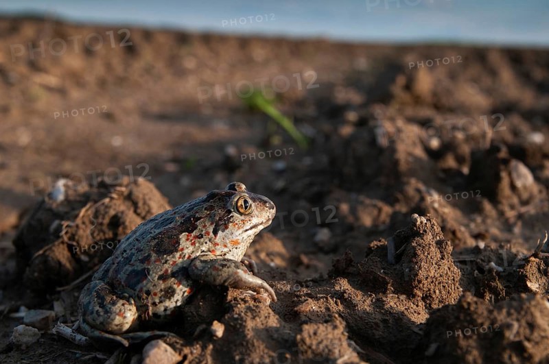Common spadefoot, garlic toad, pelobates fuscus, field, amphibians, amphibians, agriculture, amphibians, toads