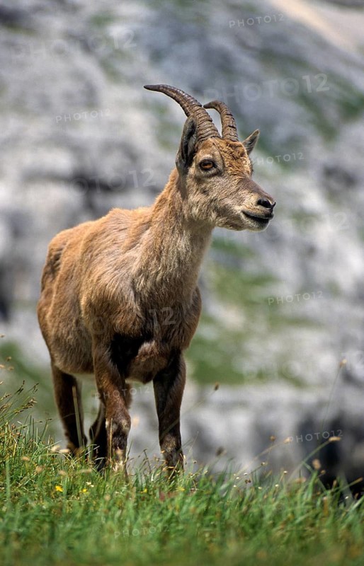 Alpine ibex, artiodactyla, capra ibex, even-toed ungulate, cloven-hoofed, Slovenia, ibex, Triglav national park, adolescent, high size, portrait, juvenile, leo, male, mammals, national park, mammals, triglav, goats