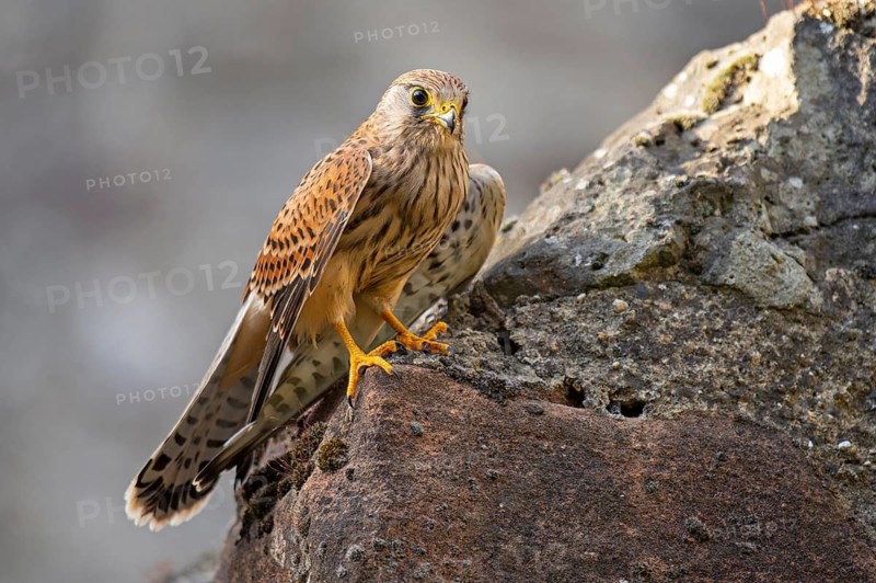 Kestrel (Falco tinnunculus), Gerolstein, Rhineland-Palatinate, Germany