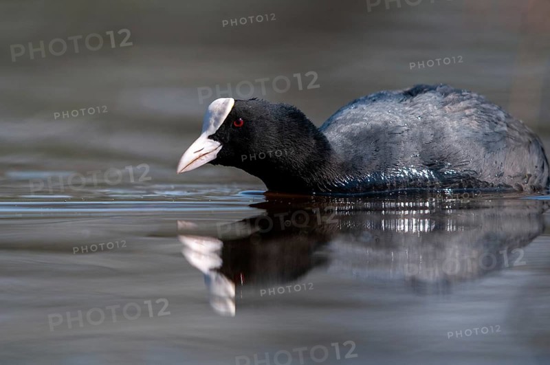 Eurasian Coot Coot, Fulica Atra, Birds, Coot Rail, Gruiformes, Crane Birds, Mirror, Rails, Rallidae, Mirror Image, Birds, Waterbirds, Waterbirds