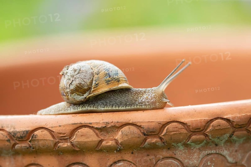 Garden snail (Cornu aspersum) adult mollusca on a garden plant pot in summer, Suffolk, England, United Kingdom