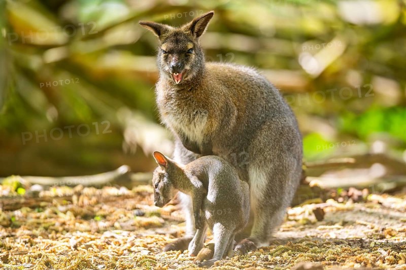 Tammar wallaby (Macropus eugenii) mother with her youngster on the ground in spring, Germany