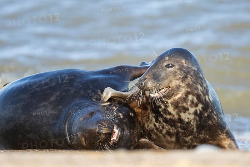 Atlantic grey seal (Halichoerus grypus) two adult marine animals playing on a beach, England, United Kingdom