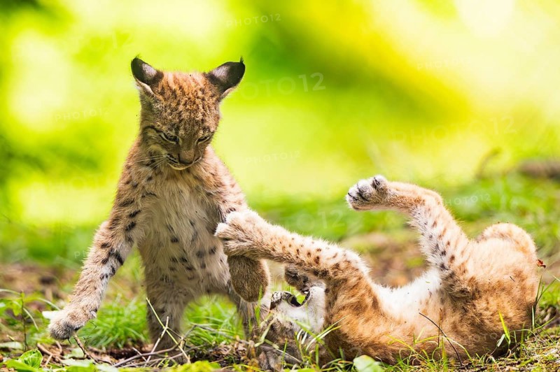Eurasian lynx (Lynx lynx) youngsters (cubs) playing with each other in a forest, Bavaria, Germany
