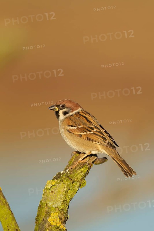 Tree sparrow (Passer montanus) adult bird on a tree branch, England, United Kingdom