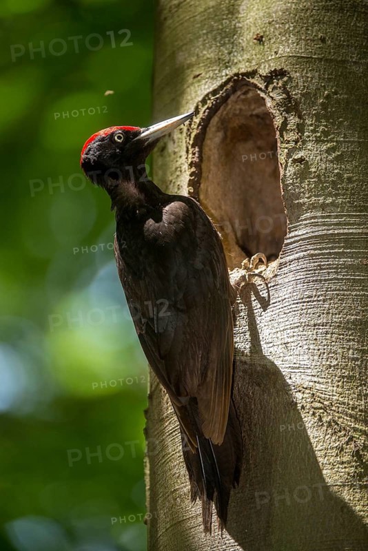 Black Woodpecker, Dryocopus Martius, Black Woodpecker, Birds, High Size, Portrait, Male, Piciform, Woodpecker, Birds, Woodpecker