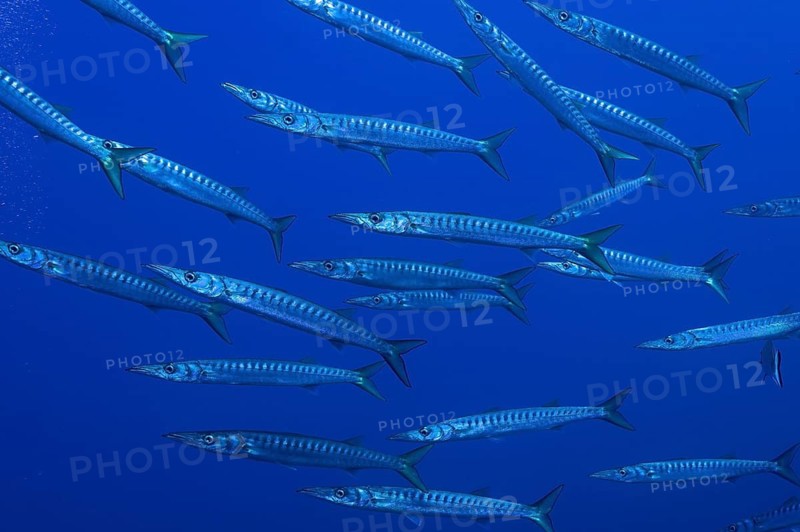 A large school of great barracudas (Sphyraena sphyraena) swimming through the blue water, dive site: Giens Peninsula, Hyères, Porquerolles, Provence, Côte d'Azur, Mediterranean Sea, France