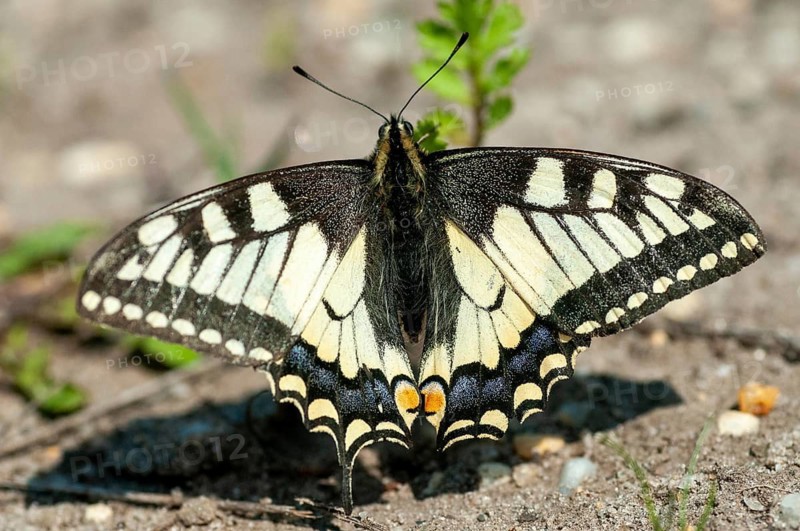 Brandenburg, Germany, national natural heritage, natural paradise Grünhaus, papilio machaon, swallowtail, post-mining landscape, butterfly, green house, insects, butterfly, butterfly, butterflies