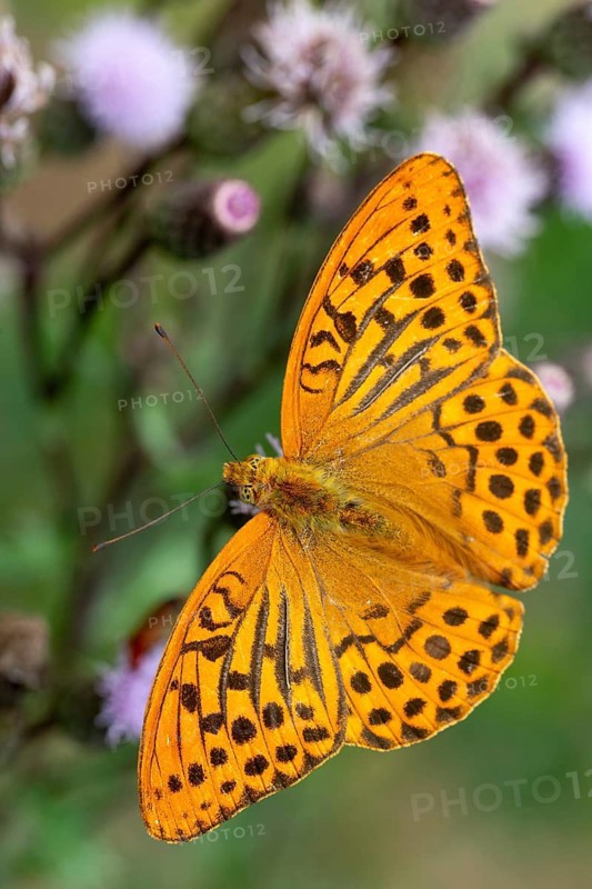 Argynnis paphia, imperial mantle, silver-washed fritillary, butterfly, high size, portrait format, insects, butterflies, butterflies, butterflies