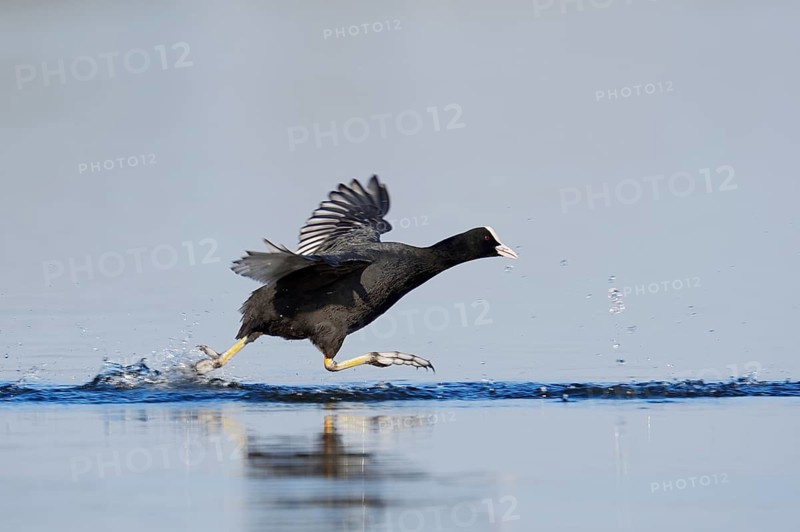 A coot (Fulica atra) walking across the water, North Rhine-Westphalia, Germany