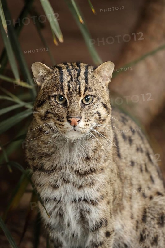 Wildcat in green surroundings, staring intently ahead, with plants in the background, fishing cat (Prionailurus viverrinus), adult, alert, in captivity, South-East Asia