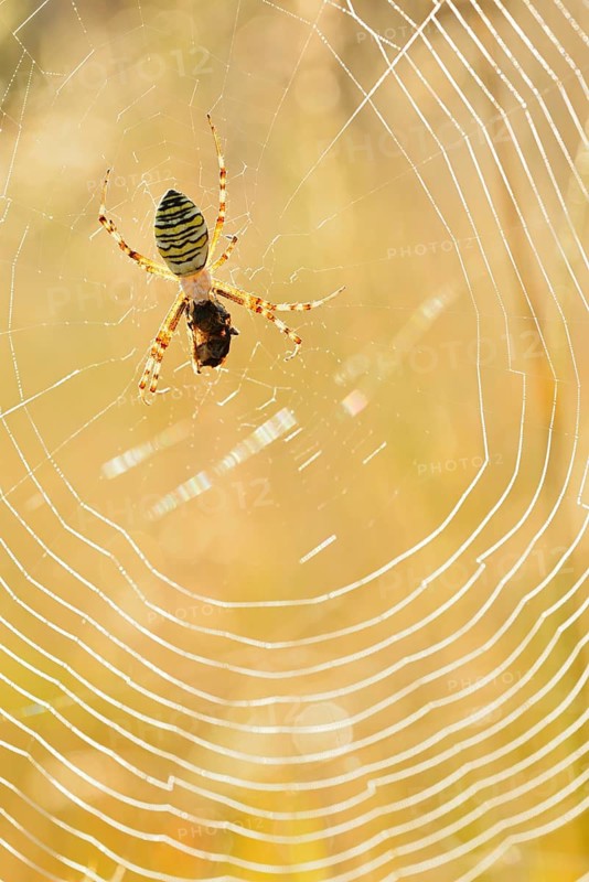 Wasp spider (Argiope bruennichi), female with prey in web, North Rhine-Westphalia, Germany