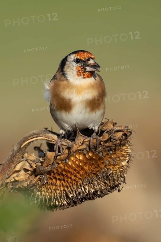 European goldfinch (Carduelis carduelis) adult bird feeding on a sunflower seeds from a seedhead, England, United Kingdom