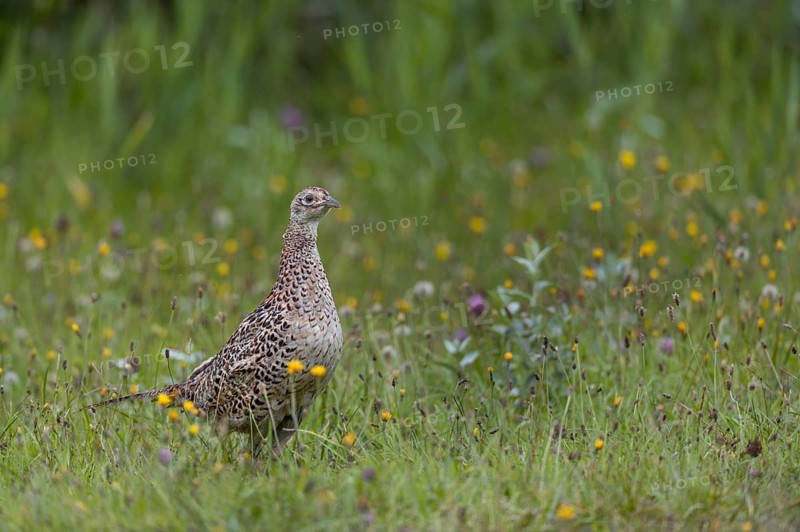 Pheasant hens (Phasianus colchicus) are typically cautious, their almost independent chicks forage for food in the surrounding area and, unfortunately, won't let themselves be photographed – secretive and wary, August, Germany