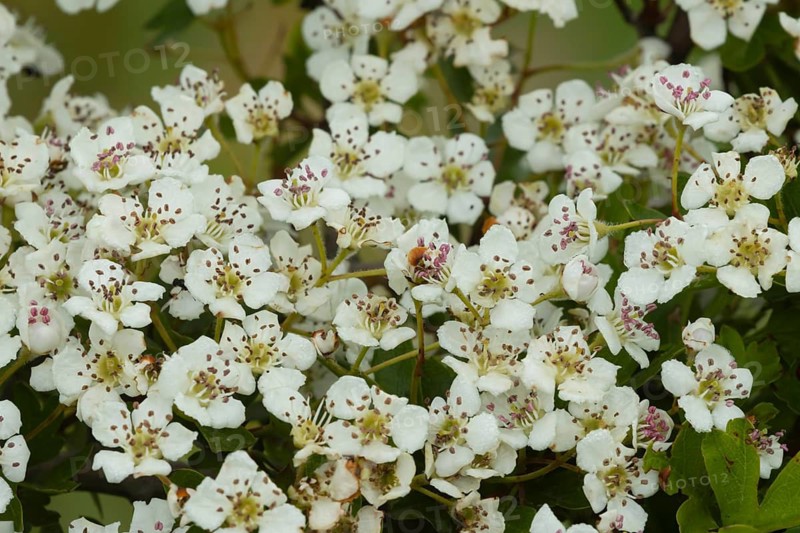 Hawthorn (Crataegus monogyna) flowers on a tree branch, Suffolk, England, United Kingdom