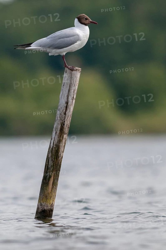 Black-headed gull, Chroicocephalus ridibundus, black-headed gull, Larus ridibundus, birds, charadriiformes, gulls, high size, portrait format, limicols, seagulls, birds