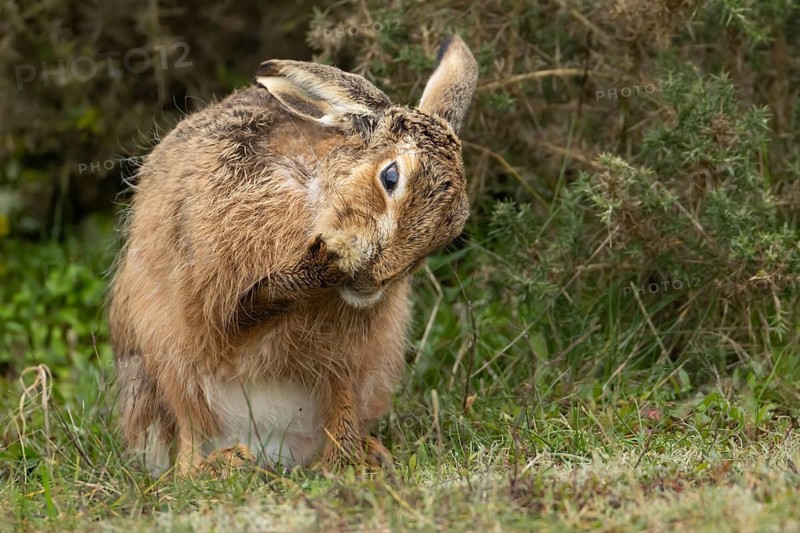 European brown hare (Lepus europaeus) adult animal washing its foot in grassland, England, United Kingdom