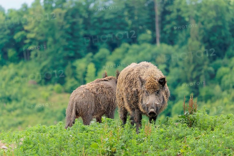 A male wild boar (Sus scrofa) is out foraging in a green clearing on an overcast day. Bavaria, Germany