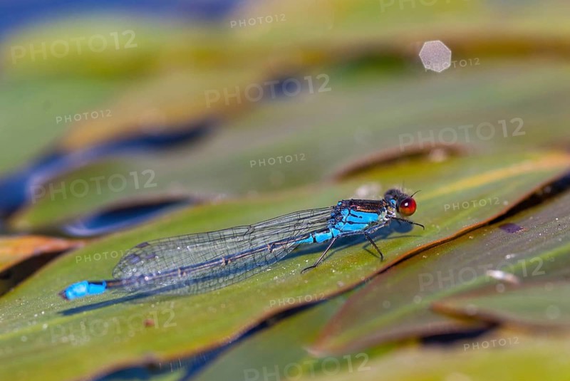 Erythromma najas, large pomegranate eye, red-eyed damselfly, damselflies, dragonflies, insects, dragonflies, odonata, zygoptera