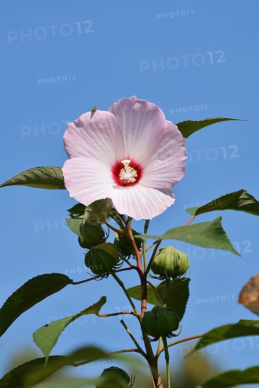 Rose mallow (Hibiscus laevis, Hibiscus militaris), flower, ornamental plant, North Rhine-Westphalia, Germany, native to North America