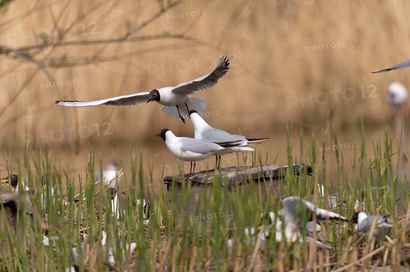 Black-headed gull, Chroicocephalus ridibundus, black-headed gull, Larus ridibundus, birds, charadriiformes, gulls, colony, limicols, seagulls, birds