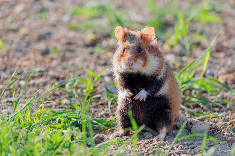 On a sunny day, a European hamster (Cricetus cricetus) sits upright in a dry meadow, observing its surroundings. Vienna, Austria